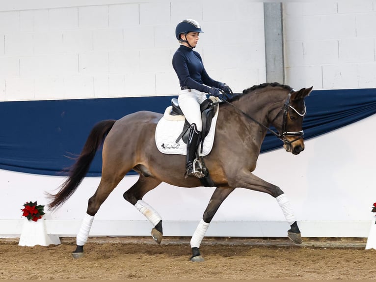 Deutsches Reitpony Wallach 8 Jahre 152 cm Dunkelbrauner in Marsberg