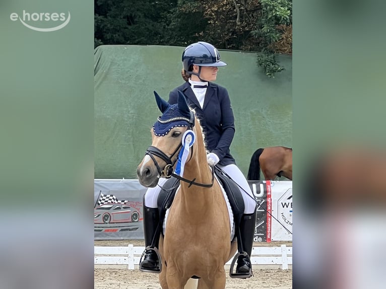 Deutsches Reitpony Wallach 8 Jahre 152 cm Palomino in Nörten-Hardenberg