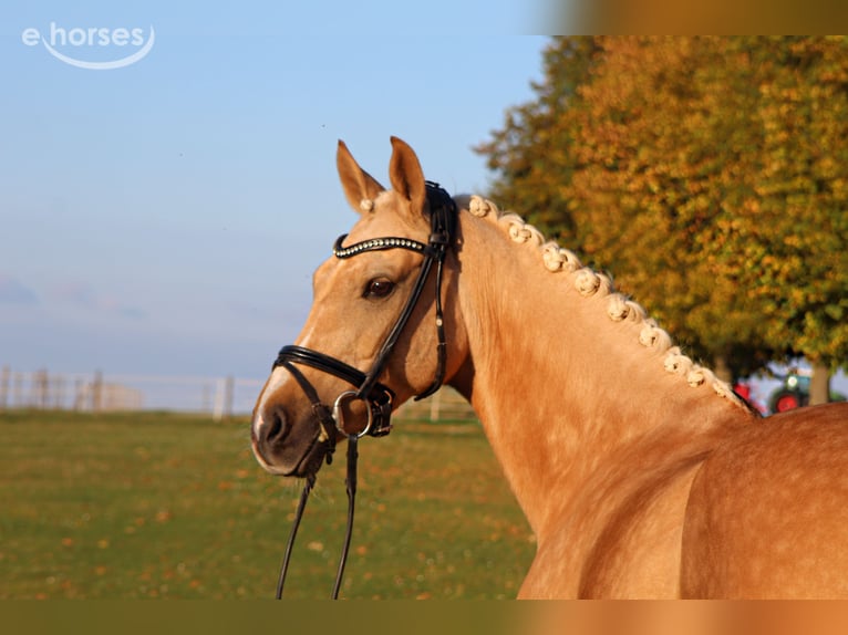 Deutsches Reitpony Wallach 8 Jahre 152 cm Palomino in Nörten-Hardenberg