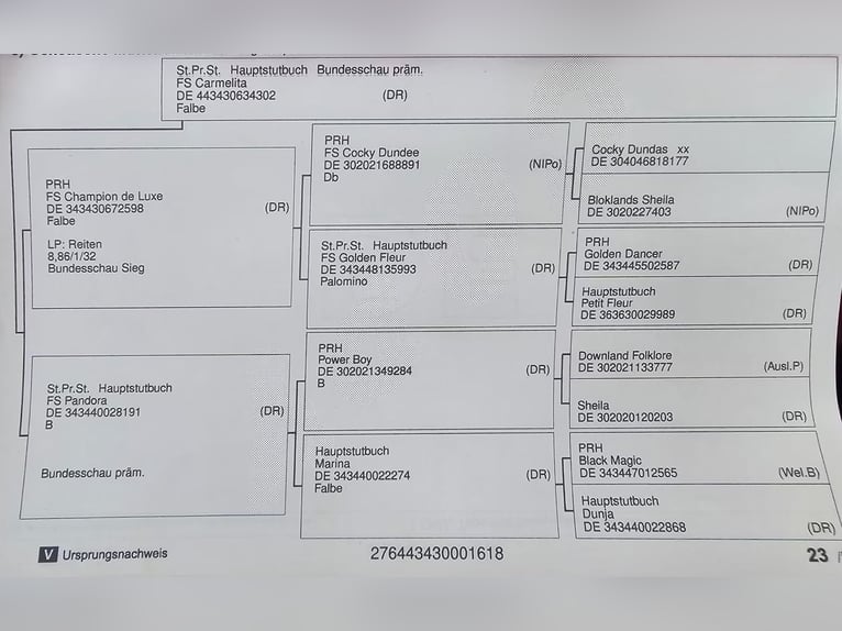 Deutsches Reitpony Wallach 8 Jahre 153 cm Brauner in Wedemark
