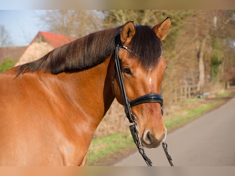 Deutsches Reitpony Wallach 8 Jahre 153 cm  in Wedemark