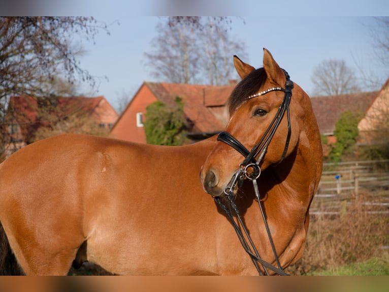 Deutsches Reitpony Wallach 8 Jahre 153 cm  in Wedemark