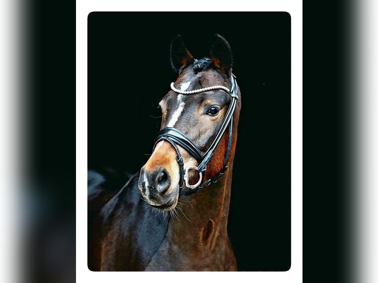 Deutsches Reitpony Wallach 8 Jahre 153 cm Dunkelbrauner in Zürich