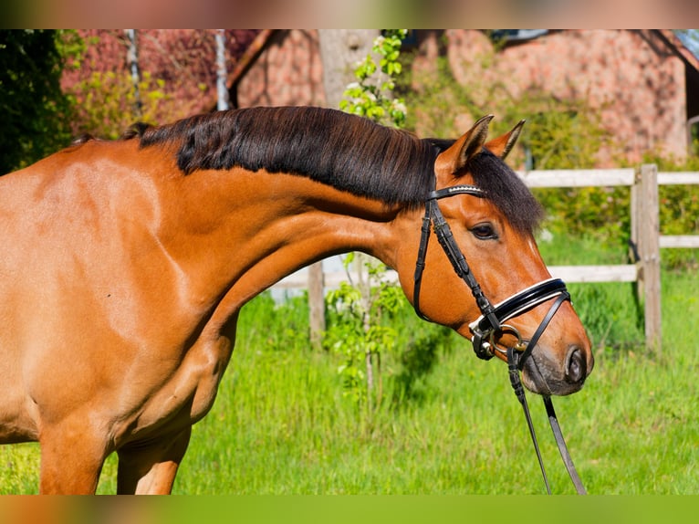 Deutsches Reitpony Wallach 8 Jahre 153 cm Falbe in WedemarkWedemark