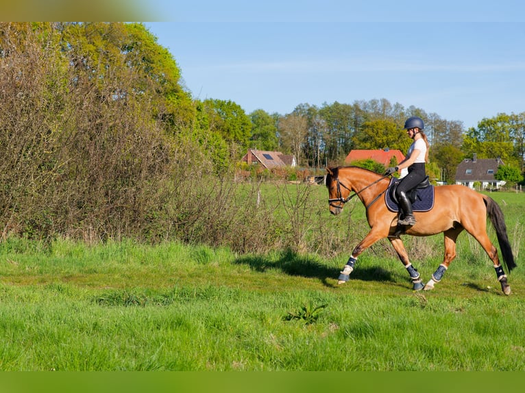 Deutsches Reitpony Wallach 8 Jahre 153 cm Falbe in WedemarkWedemark