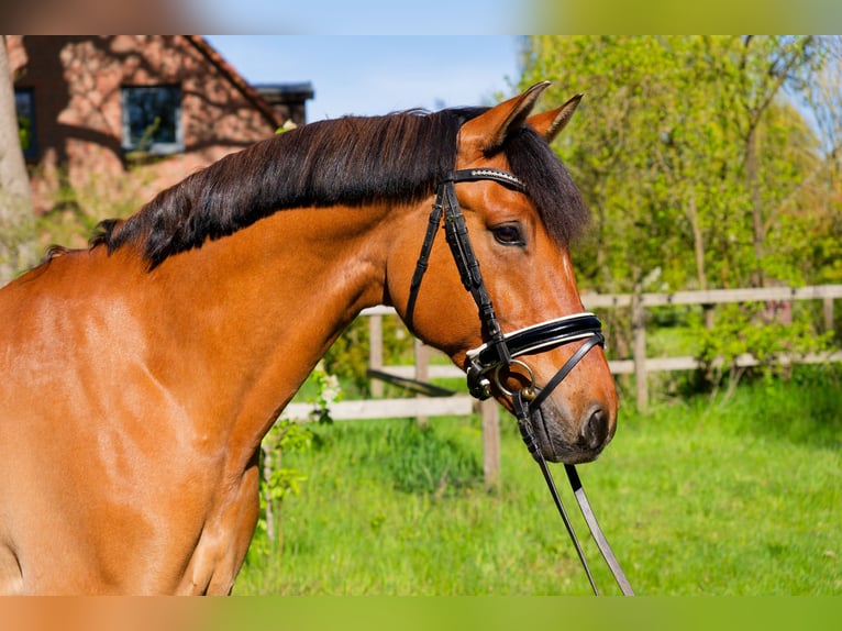 Deutsches Reitpony Wallach 8 Jahre 153 cm Falbe in WedemarkWedemark