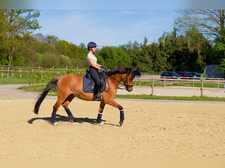 Deutsches Reitpony Wallach 8 Jahre 153 cm Falbe in WedemarkWedemark