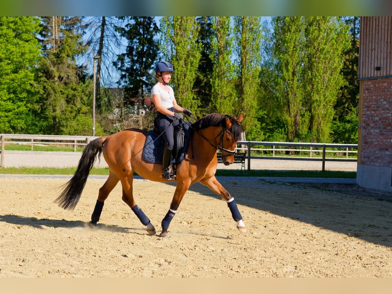 Deutsches Reitpony Wallach 8 Jahre 153 cm Falbe in WedemarkWedemark