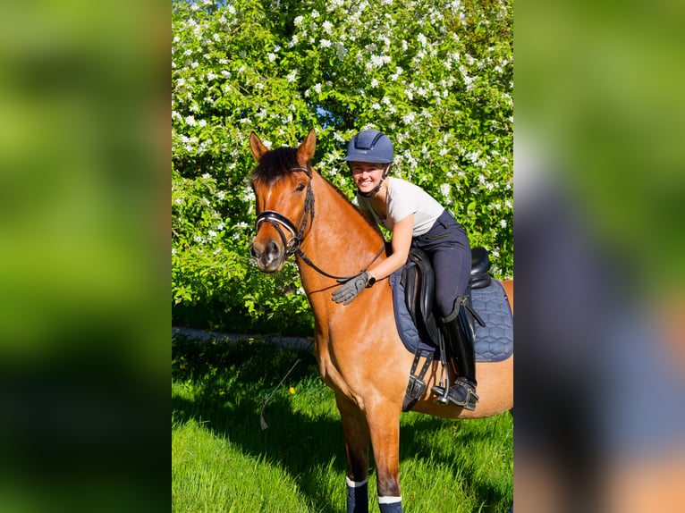 Deutsches Reitpony Wallach 8 Jahre 153 cm Falbe in WedemarkWedemark