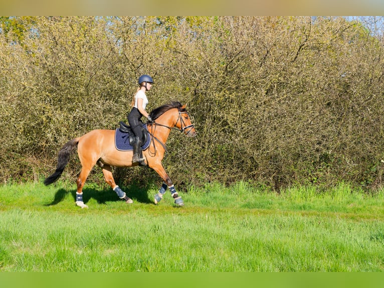 Deutsches Reitpony Wallach 8 Jahre 153 cm Falbe in WedemarkWedemark