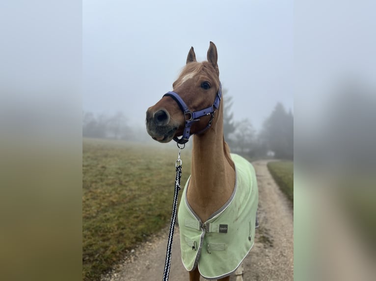 Deutsches Reitpony Wallach 8 Jahre 153 cm Falbe in Baltmannsweiler