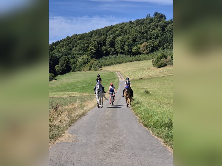 Deutsches Reitpony Wallach 8 Jahre 153 cm Falbe in Baltmannsweiler