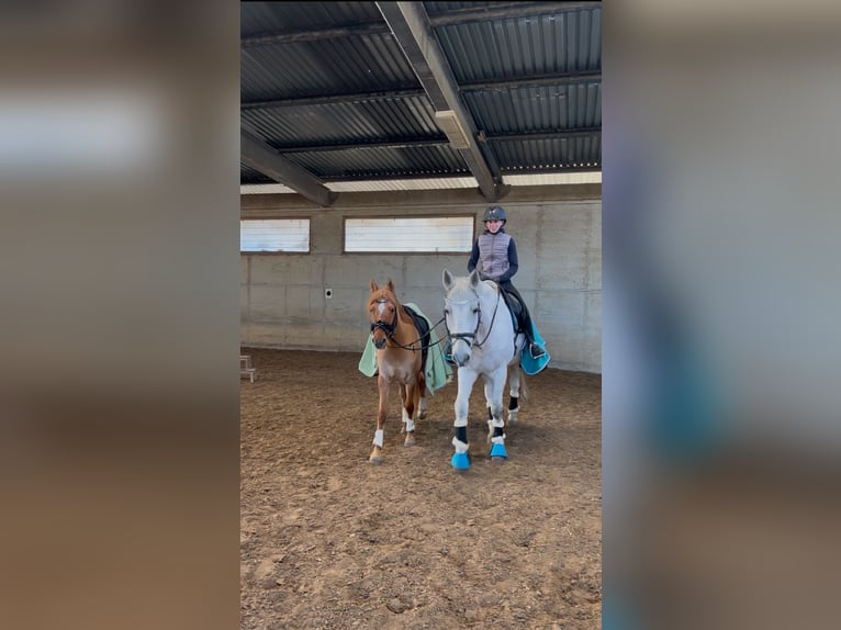 Deutsches Reitpony Wallach 8 Jahre 153 cm Falbe in Baltmannsweiler