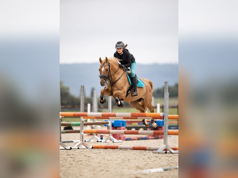 Deutsches Reitpony Wallach 8 Jahre 153 cm Falbe in Baltmannsweiler