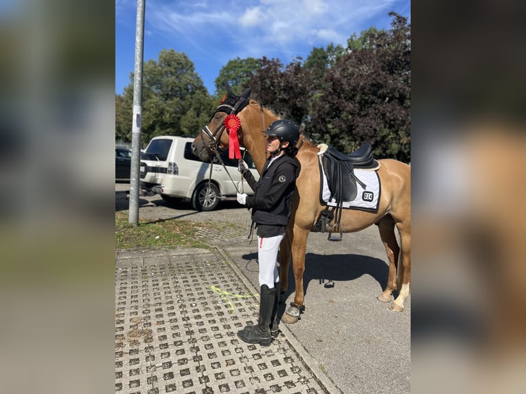 Deutsches Reitpony Wallach 8 Jahre 153 cm Falbe in Baltmannsweiler