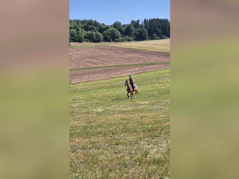 Deutsches Reitpony Wallach 8 Jahre 153 cm Falbe in Baltmannsweiler