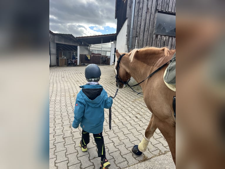 Deutsches Reitpony Wallach 8 Jahre 153 cm Falbe in Baltmannsweiler