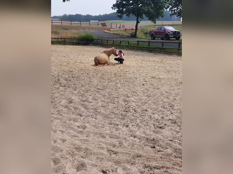 Deutsches Reitpony Wallach 8 Jahre 153 cm Falbe in Baltmannsweiler