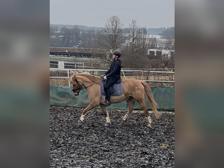 Deutsches Reitpony Wallach 8 Jahre 153 cm Falbe in Baltmannsweiler