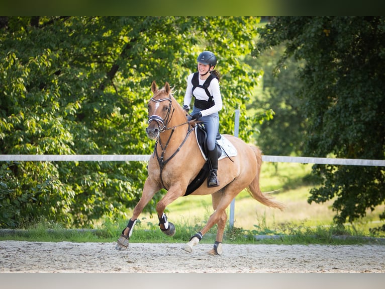 Deutsches Reitpony Wallach 8 Jahre 153 cm Falbe in Baltmannsweiler