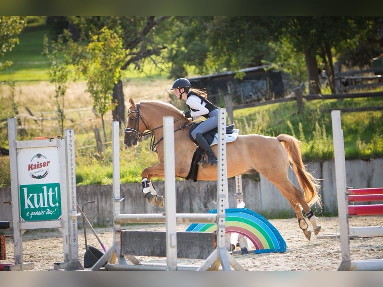 Deutsches Reitpony Wallach 8 Jahre 153 cm Falbe in Baltmannsweiler