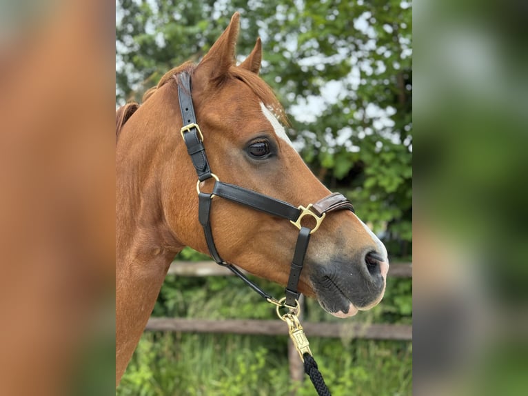 Deutsches Reitpony Wallach 8 Jahre 153 cm Fuchs in GriesheimGriesheim