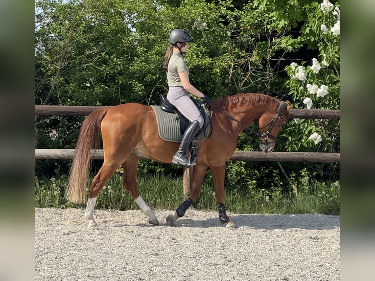 Deutsches Reitpony Wallach 8 Jahre 153 cm Fuchs in GriesheimGriesheim