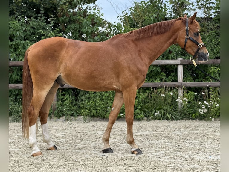 Deutsches Reitpony Wallach 8 Jahre 153 cm Fuchs in GriesheimGriesheim