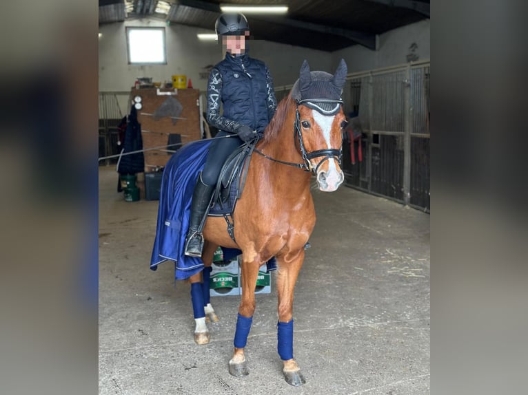 Deutsches Reitpony Wallach 8 Jahre 153 cm Fuchs in GriesheimGriesheim