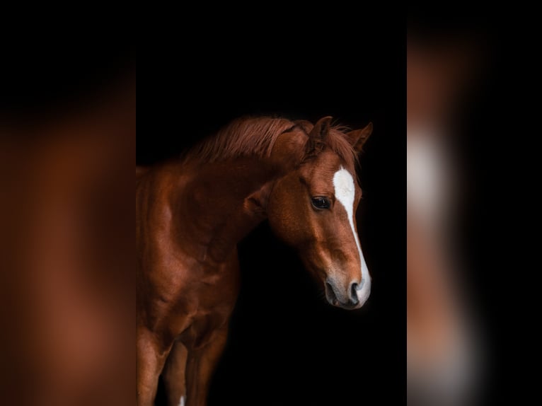 Deutsches Reitpony Wallach 8 Jahre 153 cm Fuchs in GriesheimGriesheim