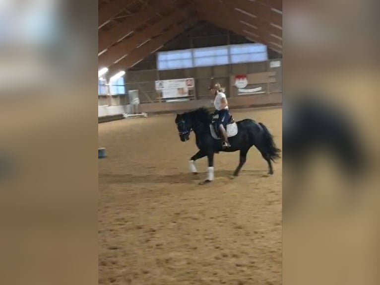 Deutsches Reitpony Mix Wallach 8 Jahre 153 cm Rappe in Gerolfingen