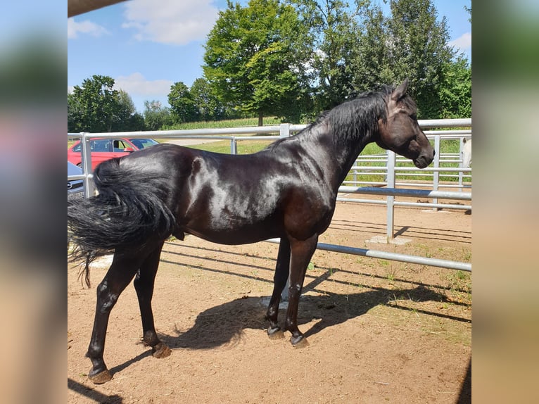 Deutsches Reitpony Mix Wallach 8 Jahre 153 cm Rappe in Gerolfingen