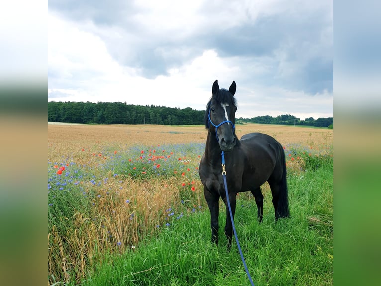 Deutsches Reitpony Mix Wallach 8 Jahre 153 cm Rappe in Gerolfingen