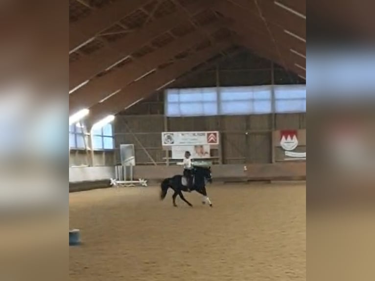 Deutsches Reitpony Mix Wallach 8 Jahre 153 cm Rappe in Gerolfingen