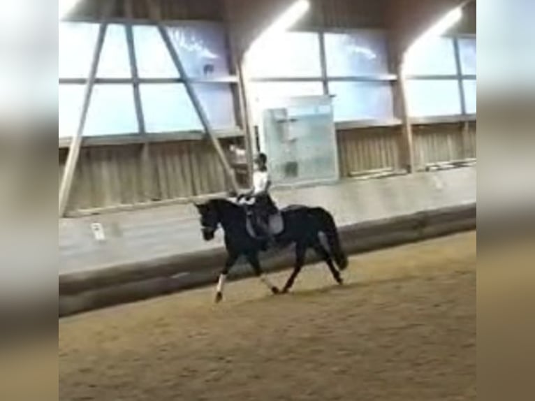 Deutsches Reitpony Mix Wallach 8 Jahre 153 cm Rappe in Gerolfingen