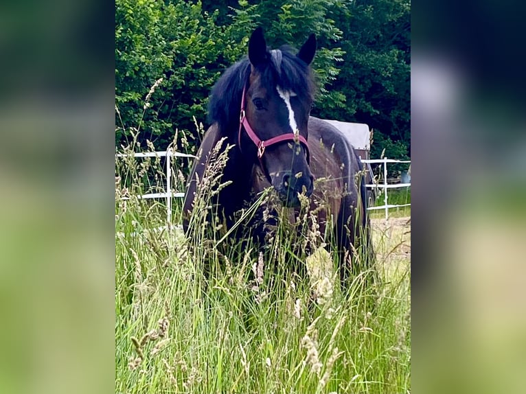 Deutsches Reitpony Mix Wallach 8 Jahre 153 cm Rappe in Gerolfingen