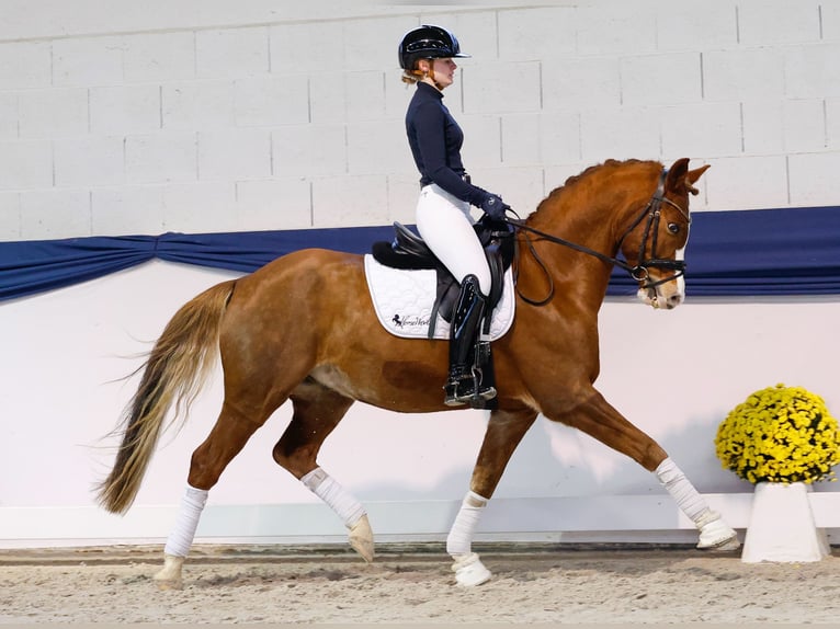 Deutsches Reitpony Wallach 8 Jahre 154 cm Fuchs in Marsberg