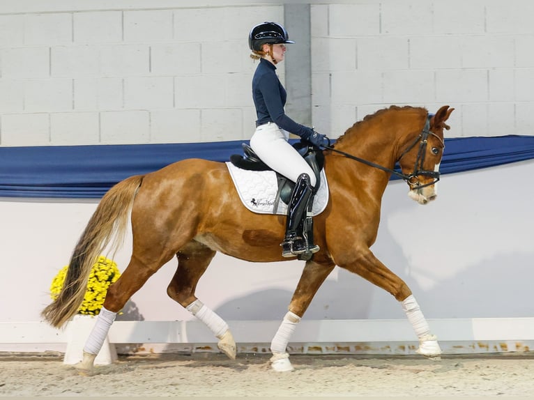 Deutsches Reitpony Wallach 8 Jahre 154 cm Fuchs in Marsberg