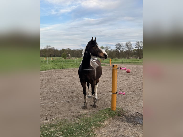Deutsches Reitpony Mix Wallach 8 Jahre 155 cm Schecke in Zerbst