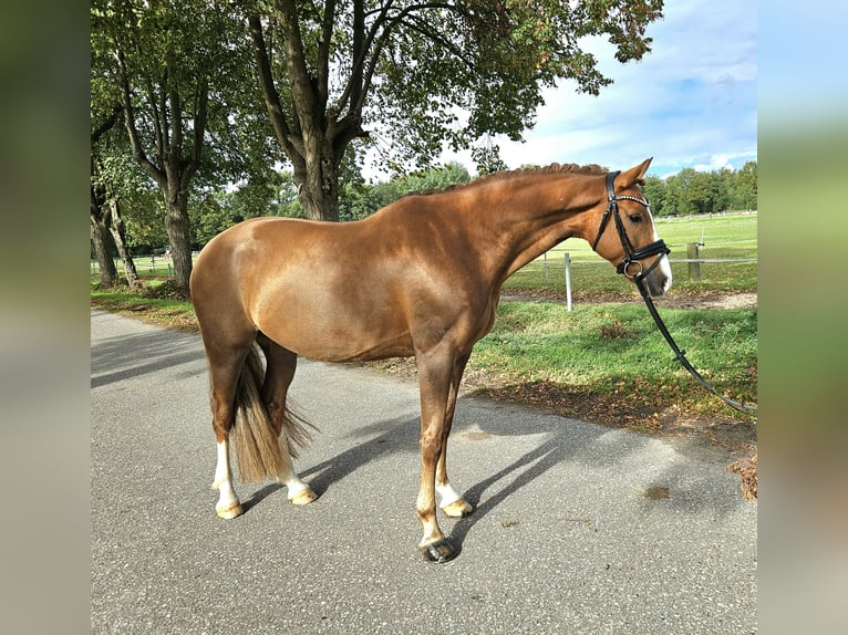 Deutsches Reitpony Wallach 8 Jahre 156 cm Dunkelfuchs in Löbnitz