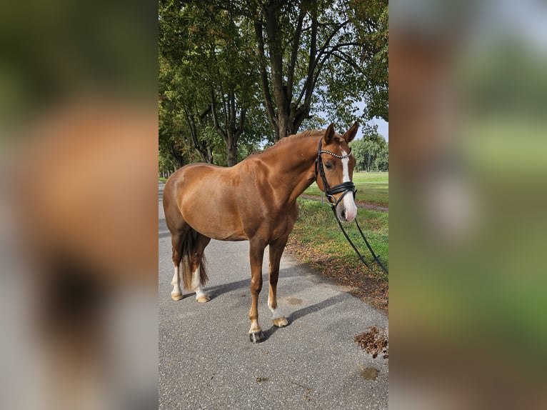Deutsches Reitpony Wallach 8 Jahre 156 cm Dunkelfuchs in Löbnitz