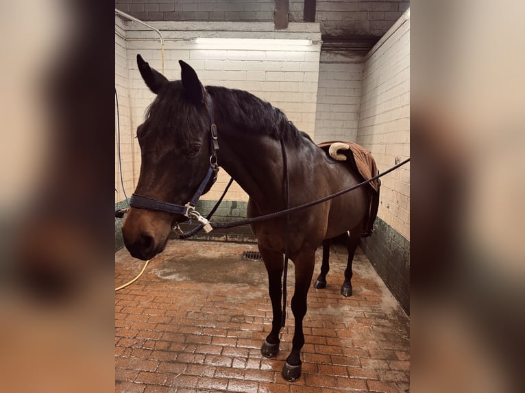 Deutsches Reitpony Wallach 8 Jahre 158 cm  in Sendenhorst