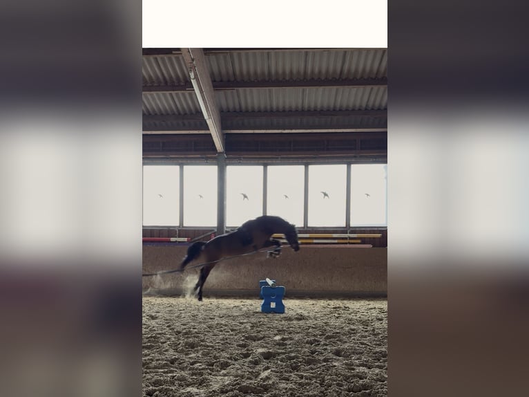 Deutsches Reitpony Wallach 8 Jahre 158 cm  in Sendenhorst