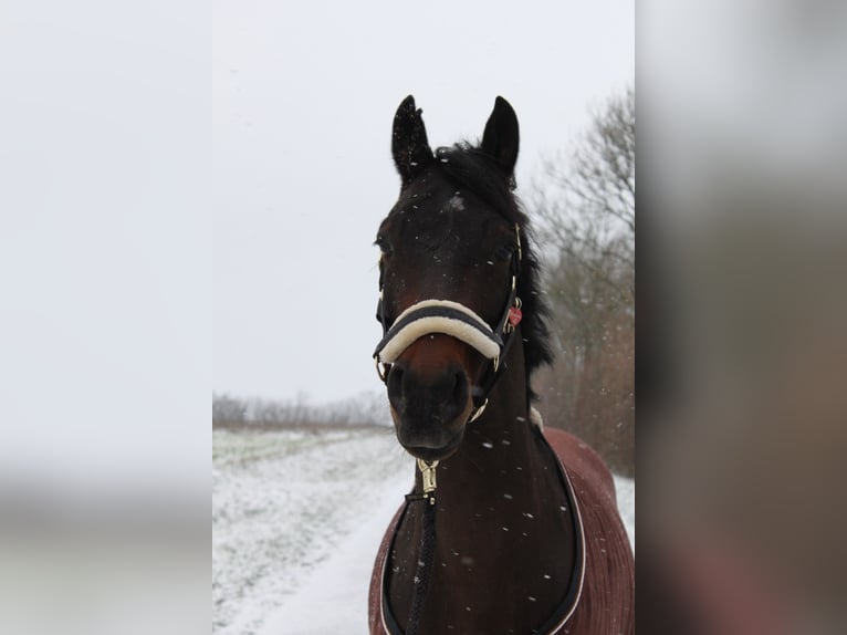 Deutsches Reitpony Wallach 8 Jahre 158 cm  in Sendenhorst