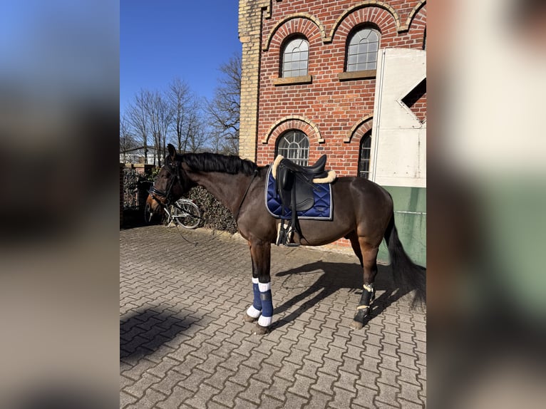 Deutsches Reitpony Wallach 8 Jahre 158 cm  in Sendenhorst