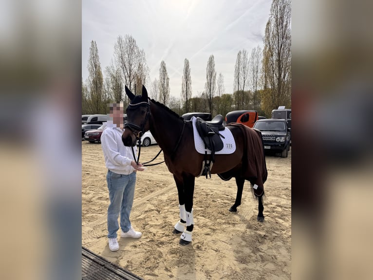 Deutsches Reitpony Wallach 8 Jahre 158 cm  in Sendenhorst