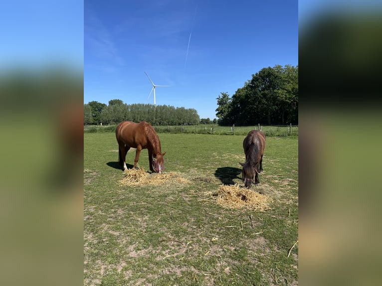 Deutsches Reitpony Mix Wallach 9 Jahre 115 cm Dunkelbrauner in Rees