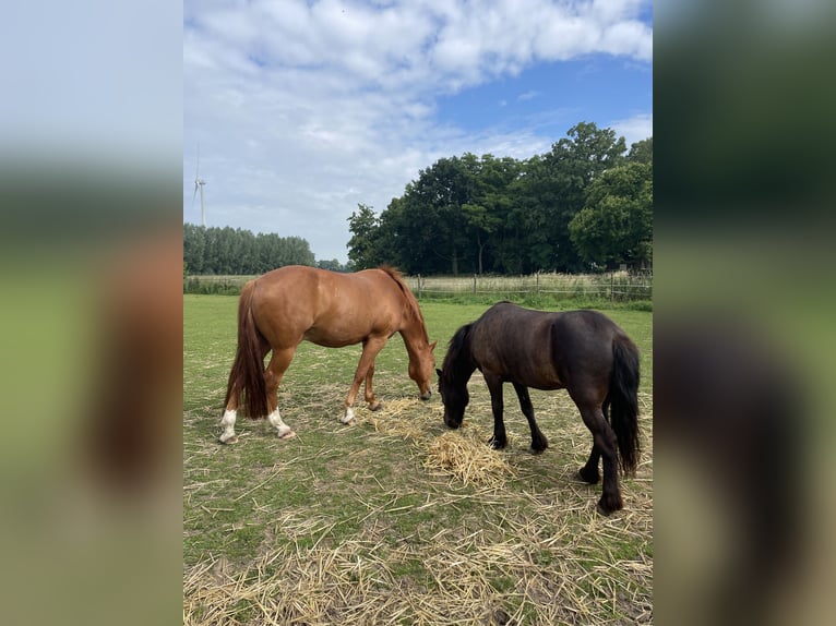 Deutsches Reitpony Mix Wallach 9 Jahre 118 cm Dunkelbrauner in Rees