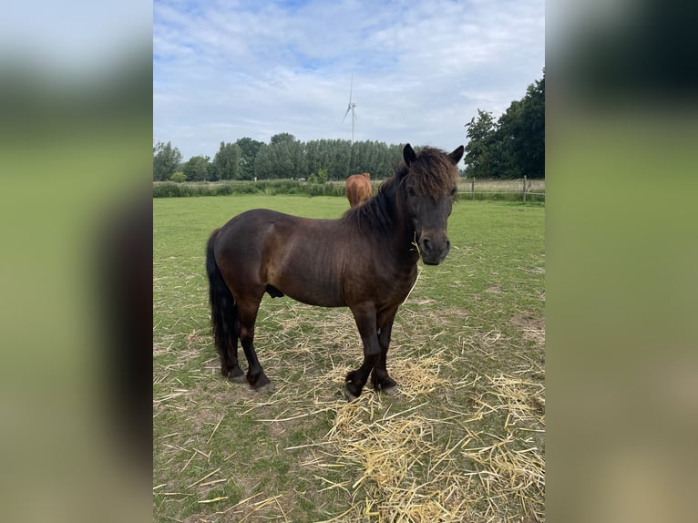 Deutsches Reitpony Mix Wallach 9 Jahre 118 cm Dunkelbrauner in Rees