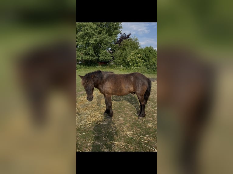 Deutsches Reitpony Mix Wallach 9 Jahre 118 cm Dunkelbrauner in Rees